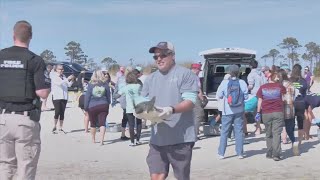 Rescue efforts save hundreds of cold-stunned sea turtles in the Panhandle