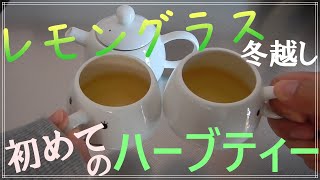 【ハーブ】レモングラス冬越し準備と初めてのお茶会【家庭菜園】Lemongrass winter preparation and first tea party.