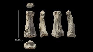 The 88,000-year-old middle finger found in Saudi Arabia could rewrite human history.