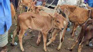 আজ ৮ ফেব্রুয়ারি || সবচেয়ে ছোট ছোট ষাঁড় ও বকনা বাছুর গরুর দাম || জাবরহাট