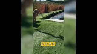 プールのあるドッグランDog run with pool