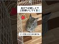 ☆ミニウサギのころん☆ 可愛くてもダメ笑 shorts うさぎ ミニうさぎ