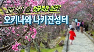 한겨울의 벚꽃축제, 오키나와 나키진성터에서 1월 벚꽃 구경