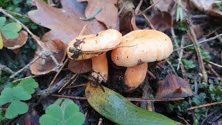 LACTARIUS DELICIOSUS - Delicious and very easy sauce!