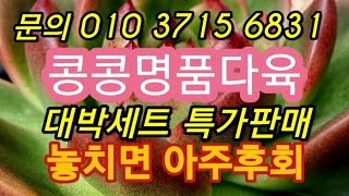 #아띠아다육多肉植物#콩콩명품다육#대박세트 #특가판매#주식같은다육 다육재테크