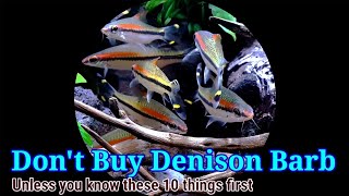 Don't Buy Denison Barb  Unless You Know These First | 10 Things You Should Know About  Denison  Barb