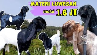 Kambing Kaligesing BREEDING Jantan betina Luwesan harga ekonomis di jual..!!!