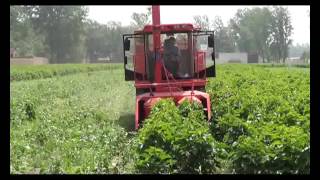 154HP self-propelled corn green silage harvester machine working video