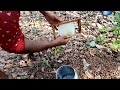 the queen lays eggs. beefarming dasfamouschannel beekeeping honeybeefarming malayalam honey