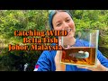 Catching WILD BETTA FISH in Malaysia! 🇲🇾