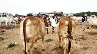 brown bulls at pebbair market-Pebbair Saturday bulls market-ox market-bulls market-cattle market