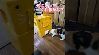 猫の家をＤＩＹした結果#shorts