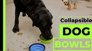 BLEDS Collapsible Dog Bowls