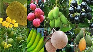 বিশ্বে সর্বাধিক জনপ্রিয় যত ফল । The most popular fruit in the world । AR Khan TV part-4