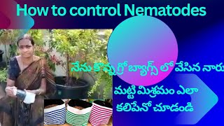 నేను వేసుకున్న నార్లు మరియు మట్టిమిశ్రమం ఎలా తయారు చేసానో చూడండి. How to control Nematodes🐛🐛