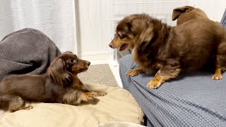 元保護犬のテンションが上がって謎の儀式をし始めましたwww【チワックスとダックスフンド】