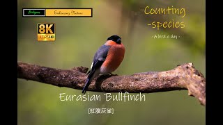 Eurasian Bullfinch