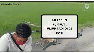 Meracun rumput umur anak padi 20-25 hlt