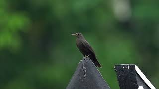 Chinese Blackbird 烏鶇