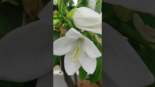 kanchan or kachnar flowers #youtubeshorts #nature #garden