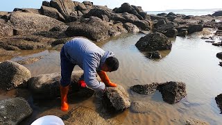 大熊新年海边赶海，水坑里抓到名贵鱼一只值一千多，跑着回去卖了