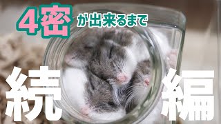 4密についてご報告があります【ハムスター】