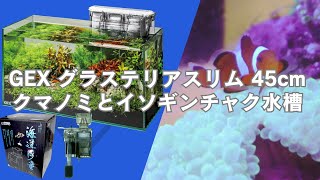 【GEX一番人気45cm水槽】グラステリア450スリム で簡単に飼える海水魚のカクレクマノミのニモとイソギンチャク水槽をご紹介いたします。イソギンチャクの餌やクマノミとの関係性等を完全解説いたします。