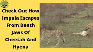 Impala Plays Dead To Escape From Hyena and Cheetah | Impala Cleverly Escapes From Cheetah \u0026 Hyena