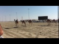 From the starting line - camel races in Qatar