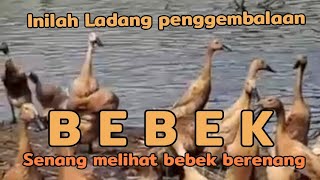 Mengunjungi Peternakan Bebek, Senangnya Melihat Bebek Berenang