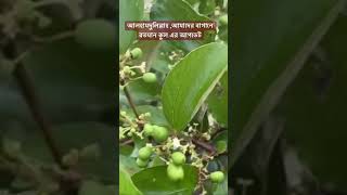 আলহামদুলিল্লাহ ,আমাদের বাগানে বতমান কুল এর আপডেট ,ফল সেট হয়েছে #farming #fruiting #fruitplants