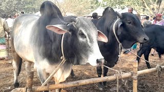 @ ১৯ ফেব্রুয়ারি। ফাইটার হরিয়ানা ইন্ডিয়ান  বড় গরুর আমদানি  বড়বাড়ির হাটে #গ্রাম_বাংলার_হাট_বাজার