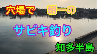 穴場で朝一のサビキ釣り 知多半島