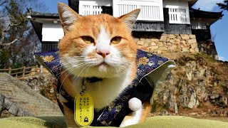 備中松山城の猫城主・さんじゅーろー　観光客のV字回復もたらす