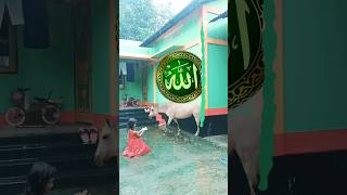 Moner Ghore Te Rakhese Jare Gojol || islamic #Shorts #viral #video.