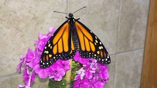 A Newly emerged Monarch Butterfly drying out and testing its wings  -  ‎August ‎22, ‎2018