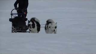 YAKUTIAN LAIKA 🐶