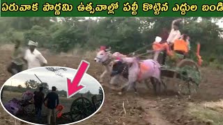 రుక్మాపూర్ గ్రామంలో ఏరువాక పౌర్ణమి ఉత్సవాల్లో అదుపుతప్పి పల్టీ కొట్టిన ఎద్దుల బండి-Eruvaka pournami