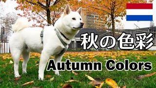 柴犬柿丸 落ち葉の上を歩きたい【ロッテルダムいつもの散歩 / 環境音】Kaki-Maru the Shiba Inu