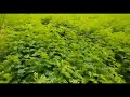 hedge lucerne seeds for sale how to cultivate hedge lucerne dasharatha grass seeds are sold