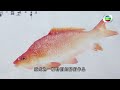 《文化新演繹》第20集 魚拓—讓魚「活」在紙上