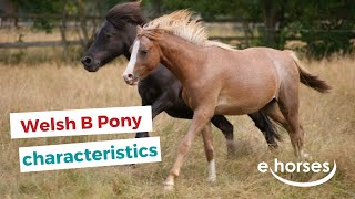 Welsh B  Pony  | characteristics, origin & disciplines