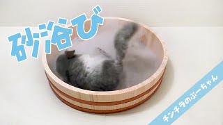 Chinchilla Dust Bath! | Funny and Cute Chinchilla!