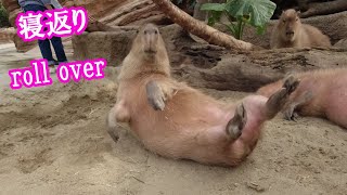 寝返りが可愛いカピバラさん　Capybara roll over berry cute