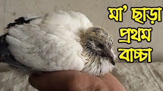 ৪ মাস পর প্রথম কবুতরের বাচ্চা পেলাম | কবুতর পালন পদ্ধতি ও টিপস