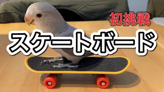 スケボーで遊んでみた🛹|コザクラインコ飼育Vlog