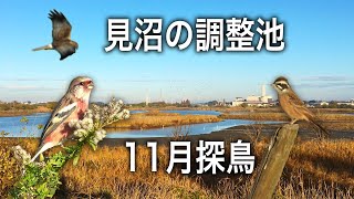 【野鳥観察】見沼の調整池で出会った野鳥達・11月/ バードウォッチング /4K