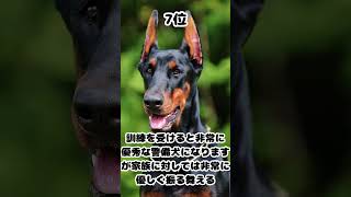 【雑学】世界で人気の大型犬TOP10【ランキング】