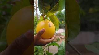 Harvesting My Cute Abiu Fruit at Home!