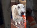 Adorable Dog Shows Off His Toy